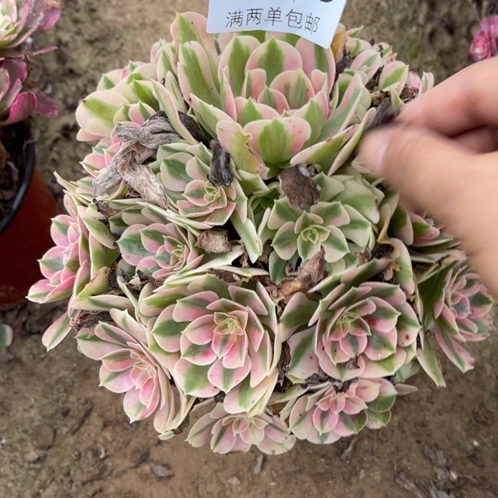 女巫的人多肉的人2085