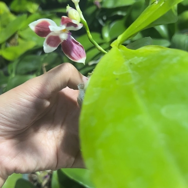 当前无花栽培后可以开花熊猫盾2.5苗瑕疵不售后
