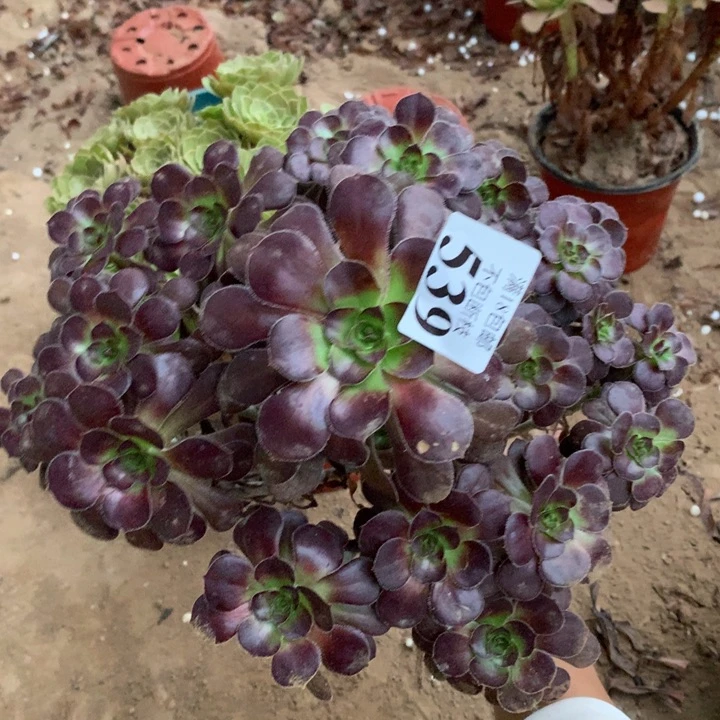 539红酒圆叶手捧1号