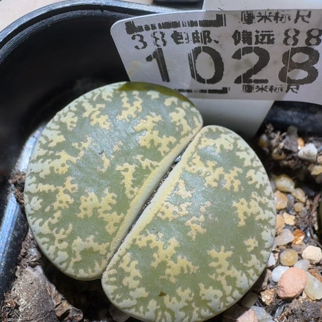 zzzz生石花肉锥1028
