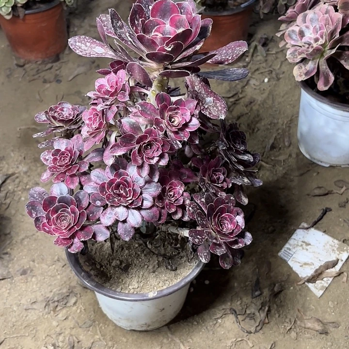 阿***连多肉植物香乃尔27