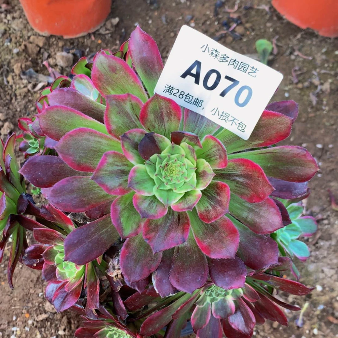 【闪购商品】70嫦娥多肉