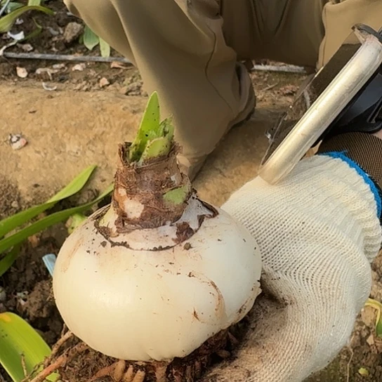 芭蕾舞女2号7～8开花包对版