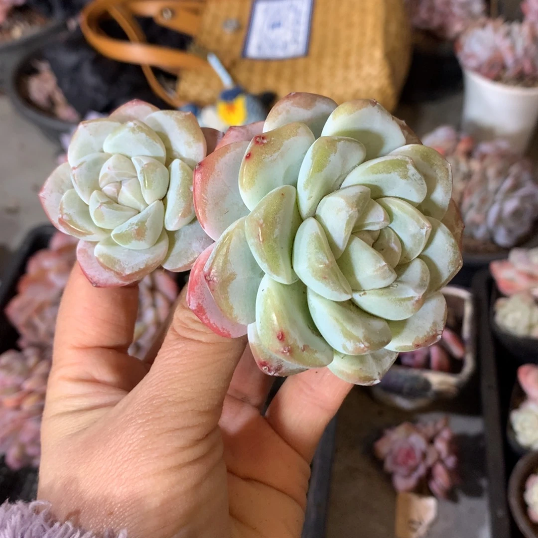 石榴籽哈哈哈哈哈哈哈哈哈