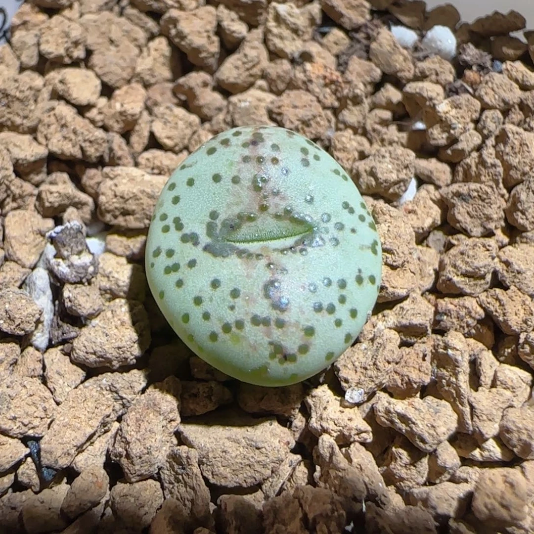 肉锥多肉植物组合-火龙果安贞1128