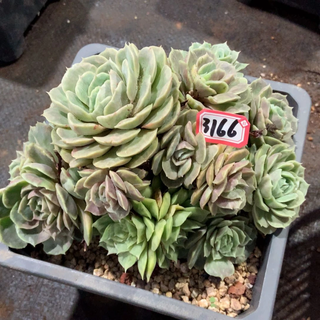 昂斯诺3166晓晓一物一拍