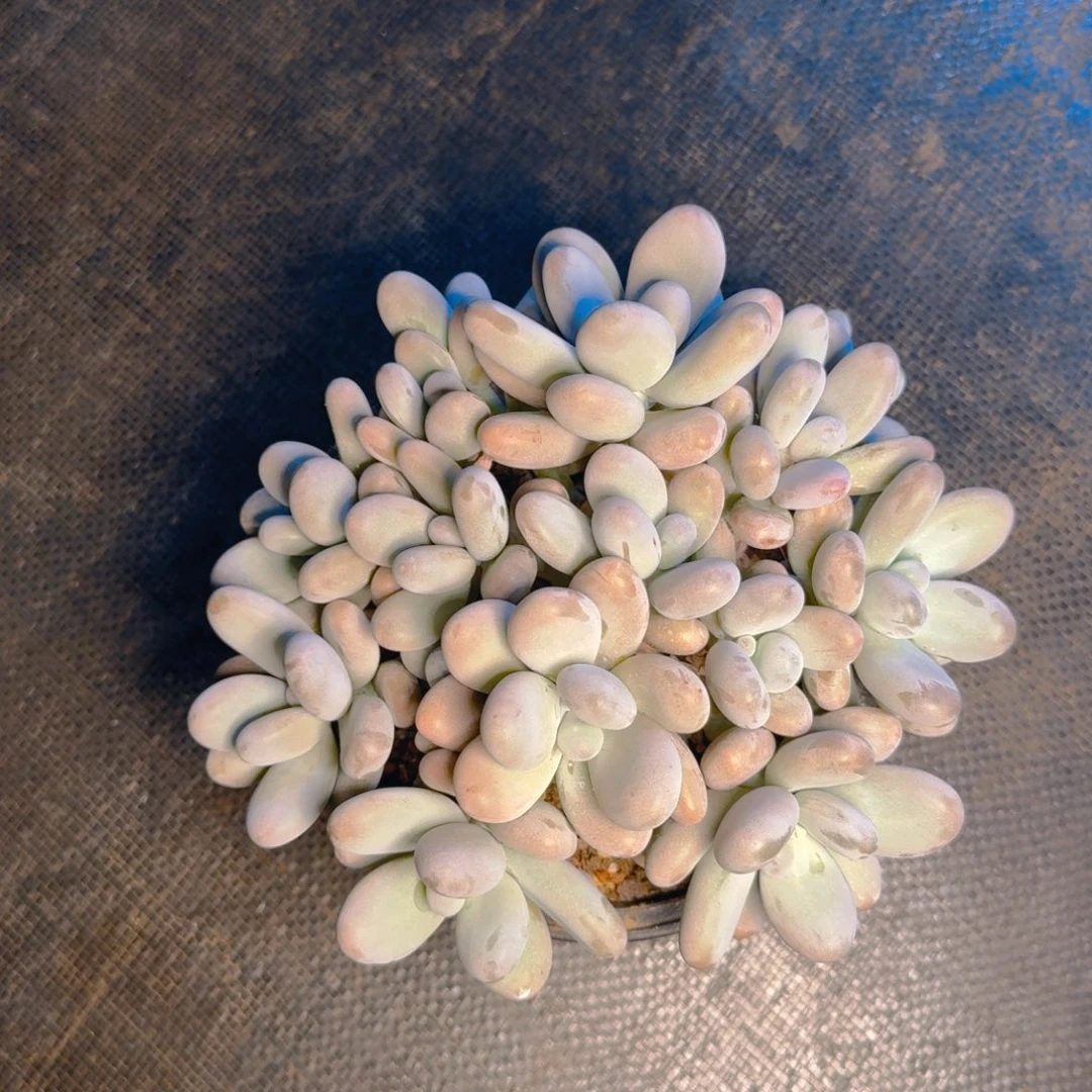 -***-小歪发货1111111111111