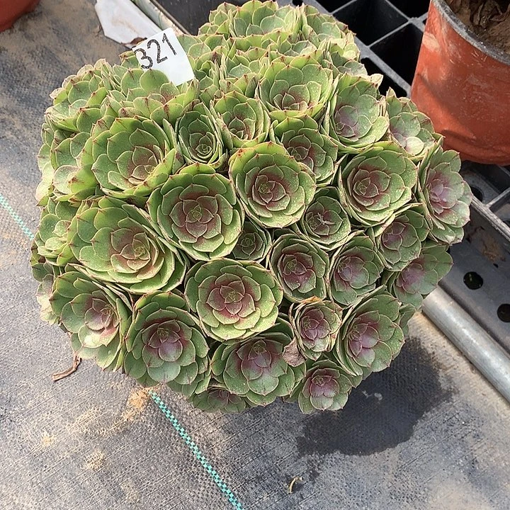 r***e321.万拉丝多肉植物