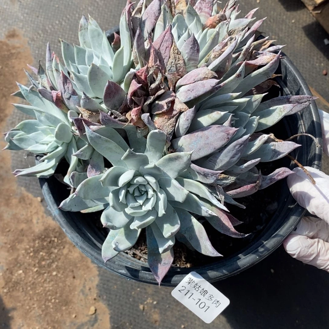 101号法瑞粗腿子群