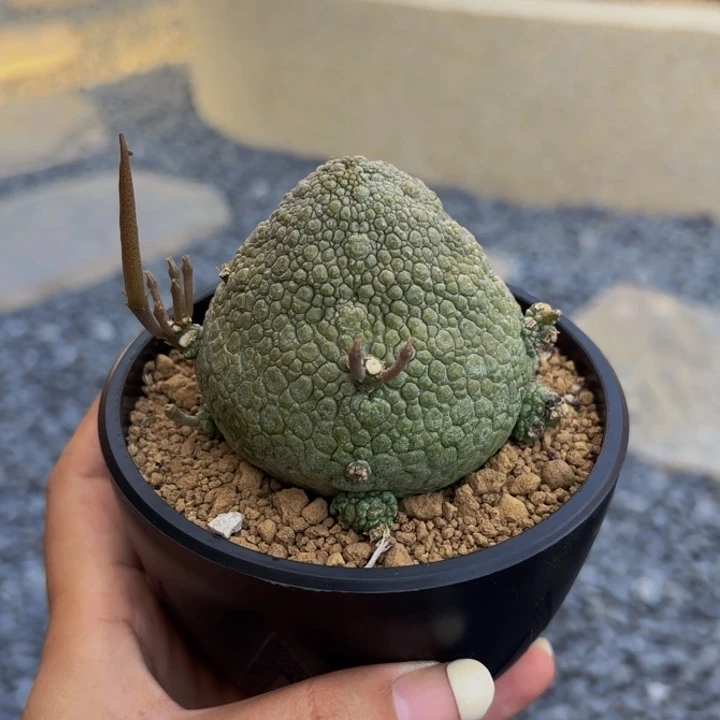 m实生哥斯拉矮胖凝蹄玉带种夹