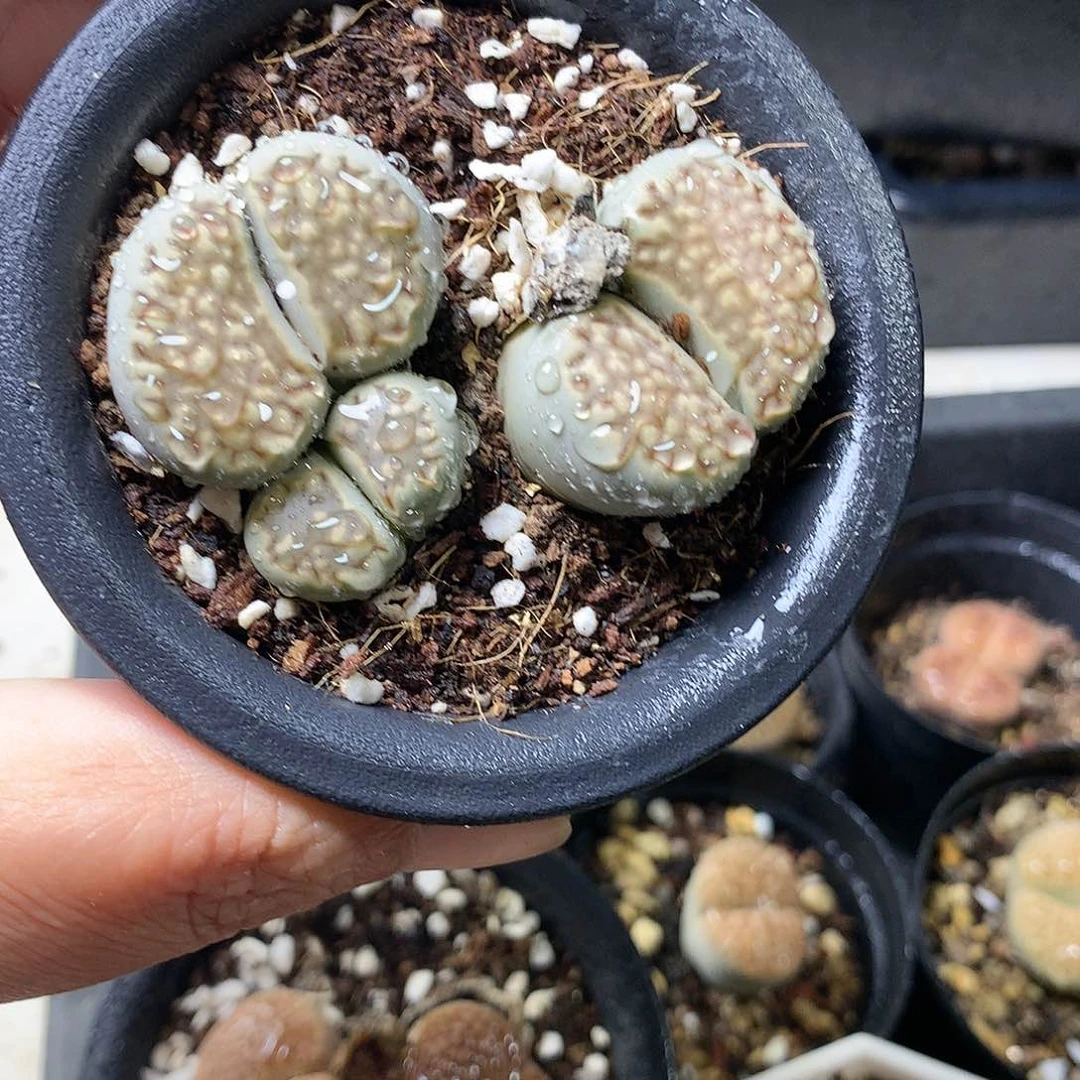 K322多肉植物保护