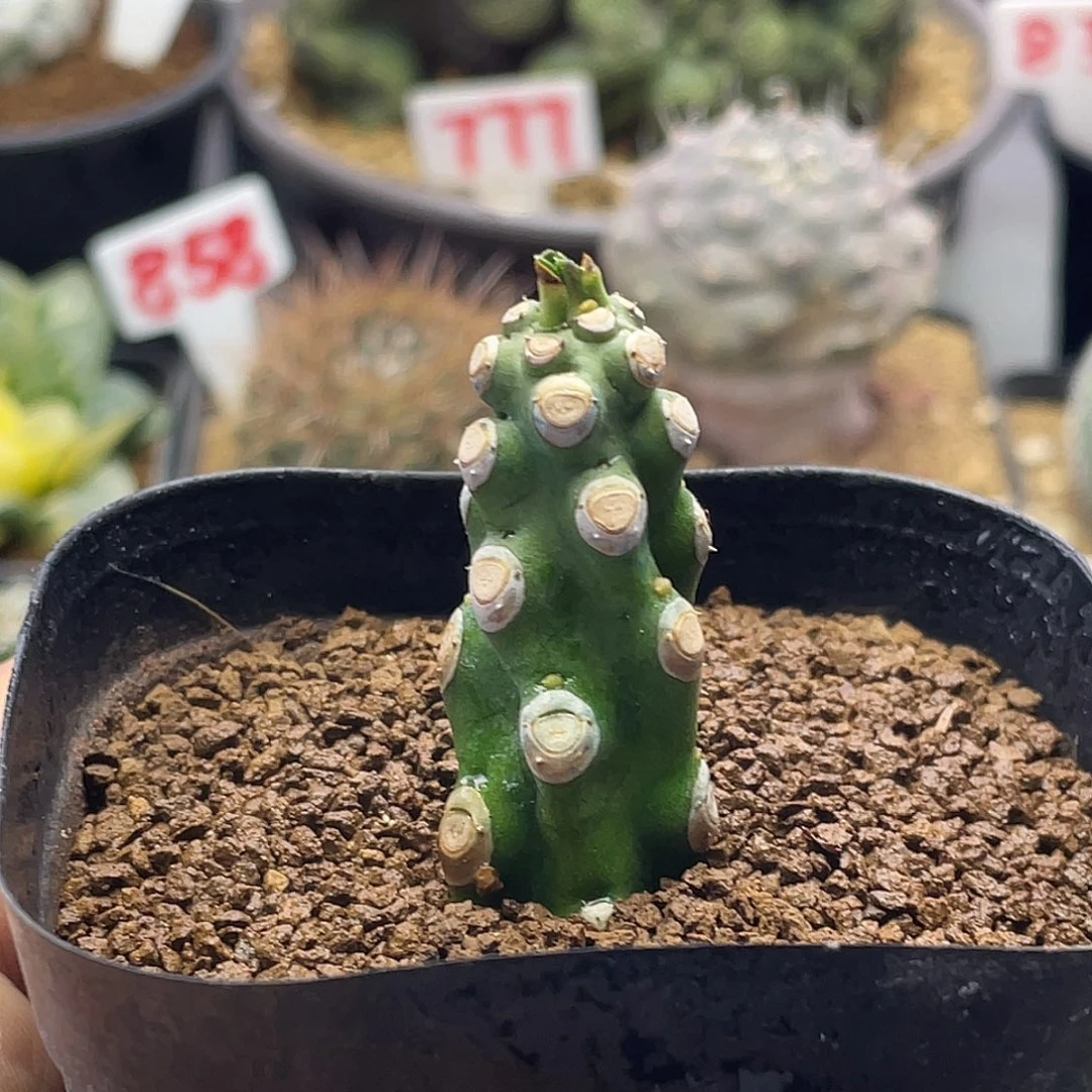 猪鼻子大戟 无刺霸王鞭