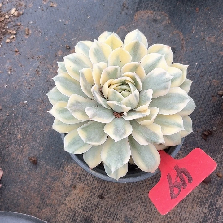 梅***子晨语多肉，一物一拍49