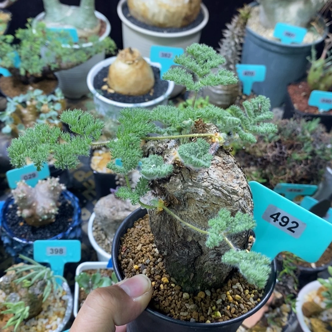 枯木杨奎多肉植物