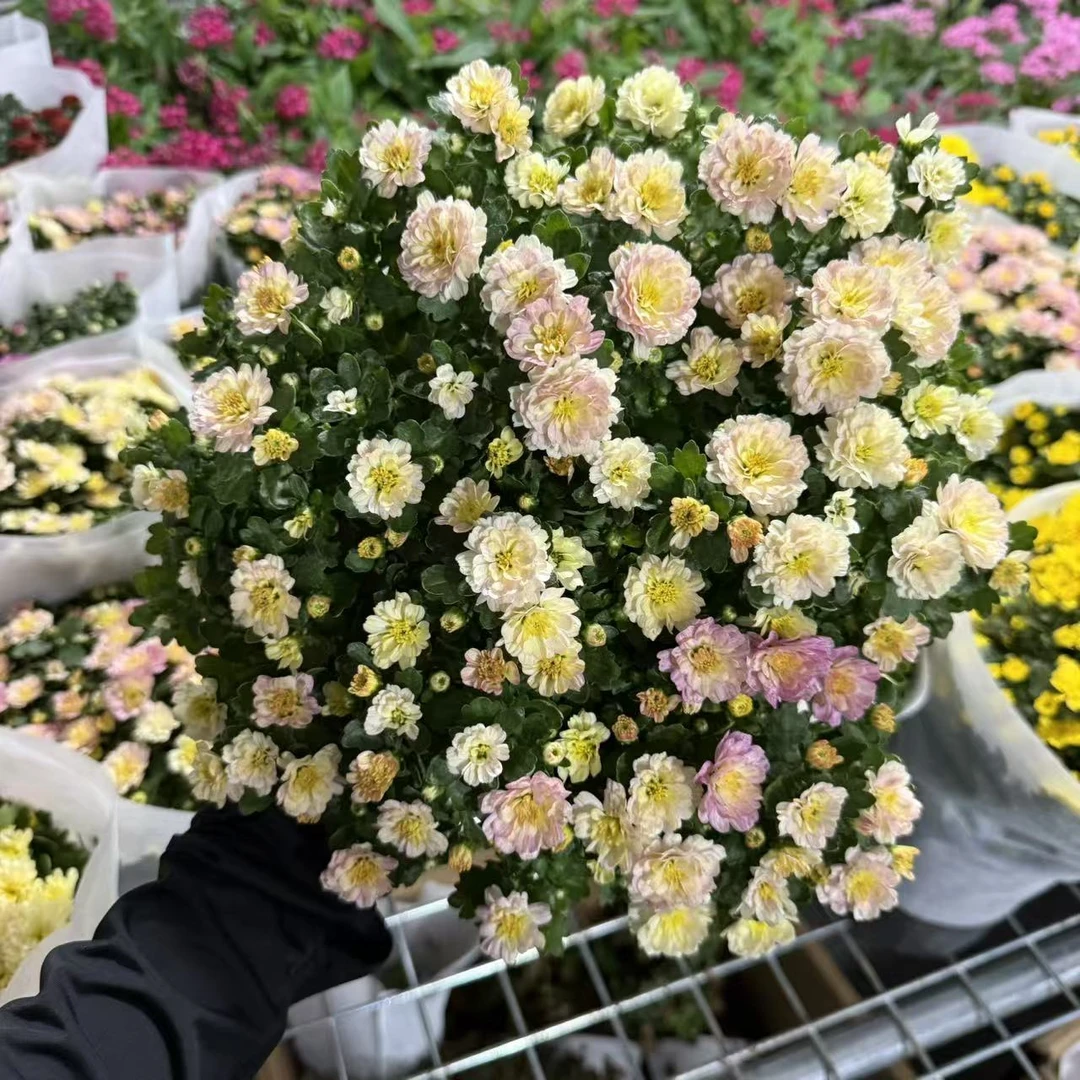 加仑盆【淡粉色】球菊大花阳台庭院盆栽地栽种植好养易活爆花神器
