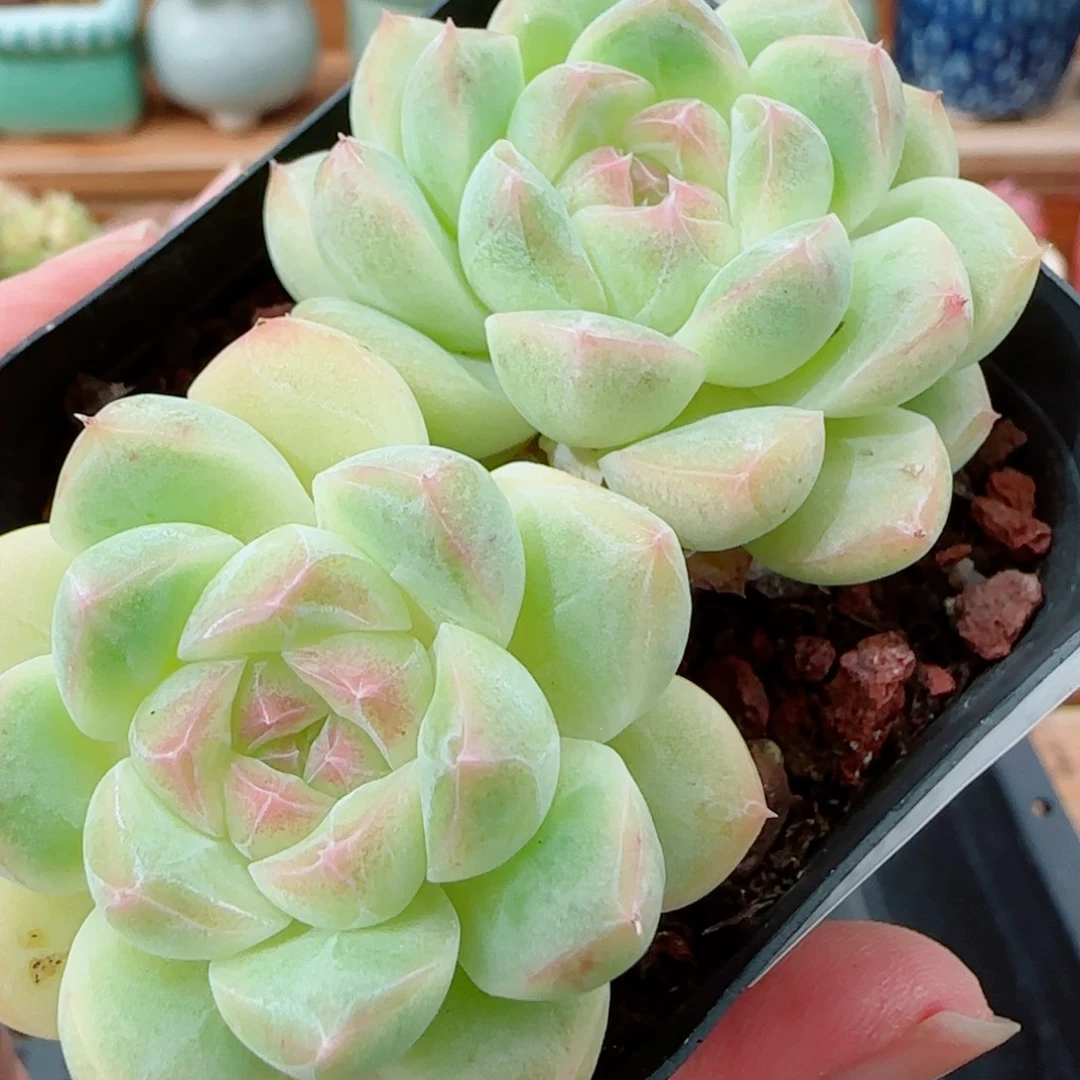 花语逸镜1001-206糖心