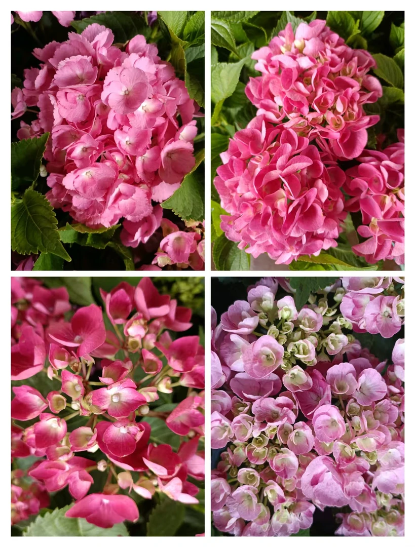 【粉色秀球】粉红色颜值高不挑品种大花多季节新老枝室内室