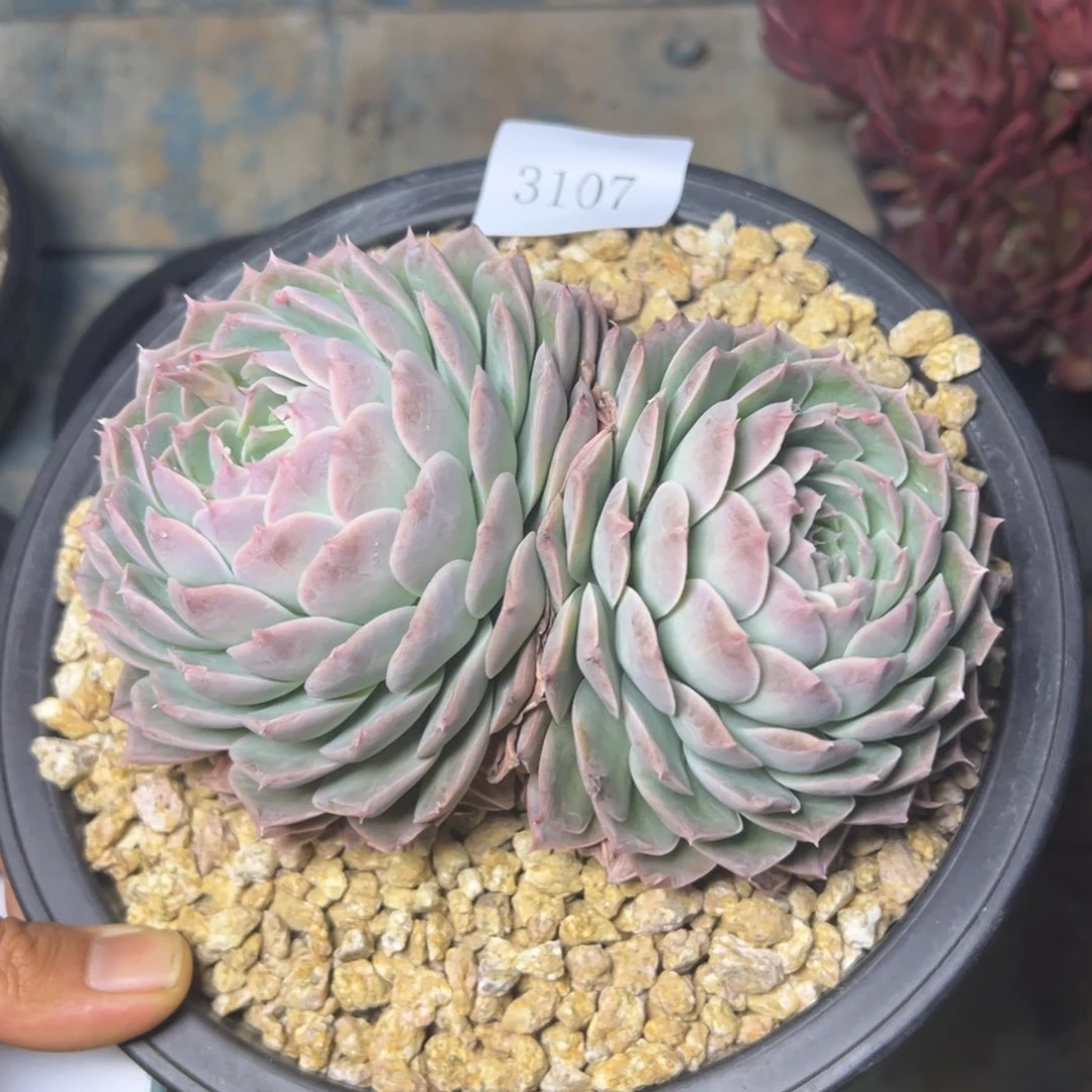 ?****?3107多肉多多多多多