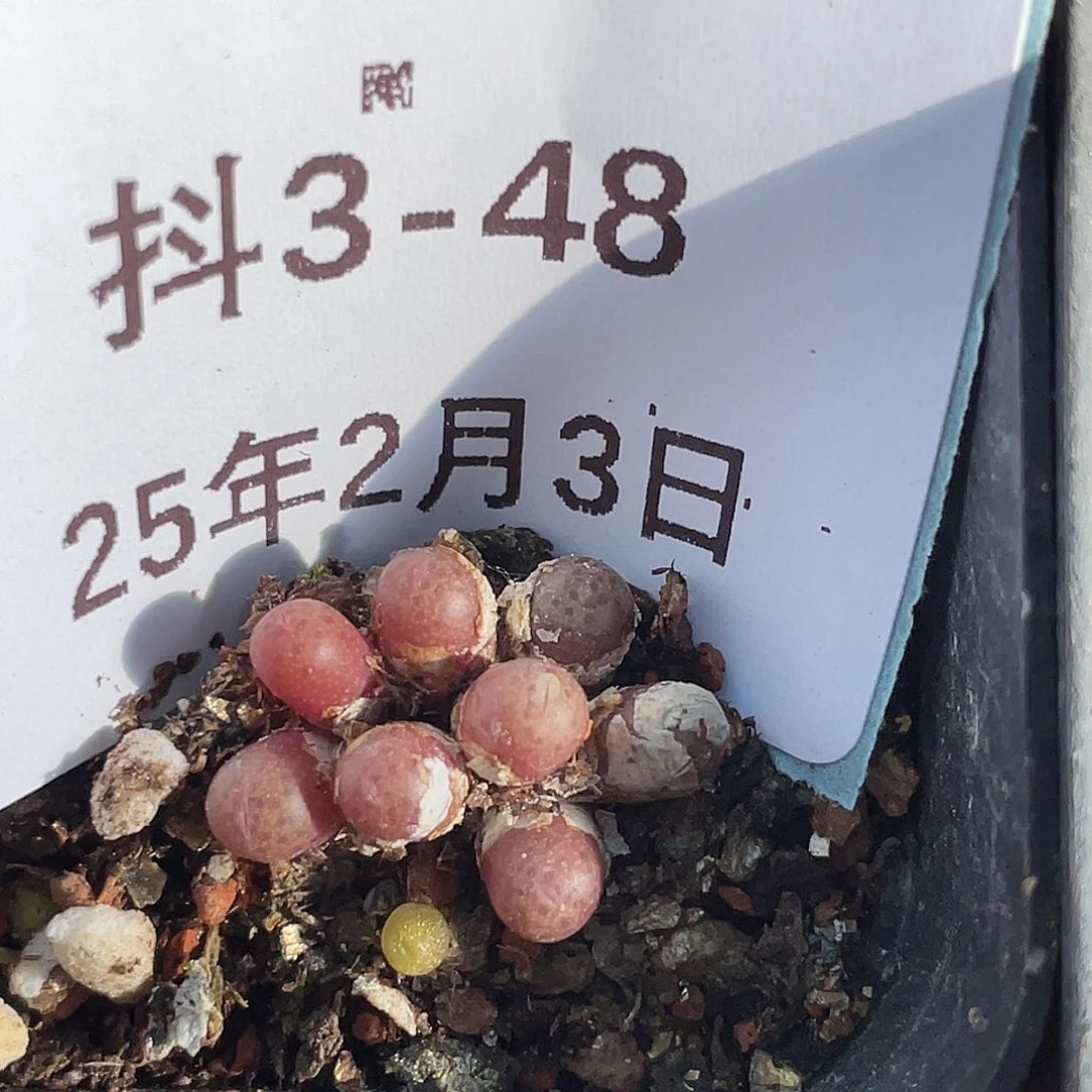 3-48猪皮多肉植物