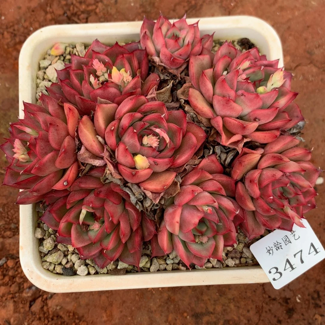 3474杂交精品基地 14厘米