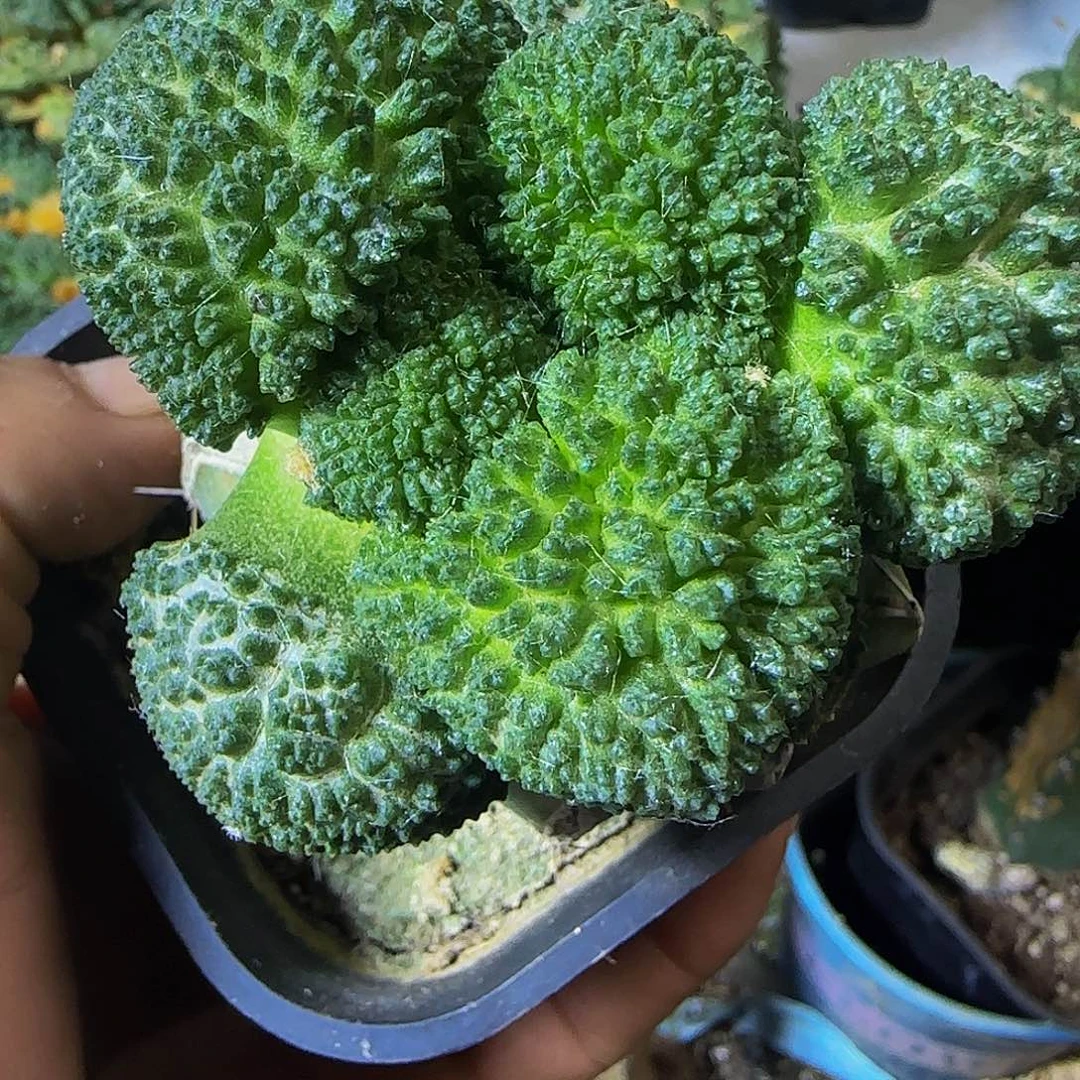 大尤菜花744仙人球开花