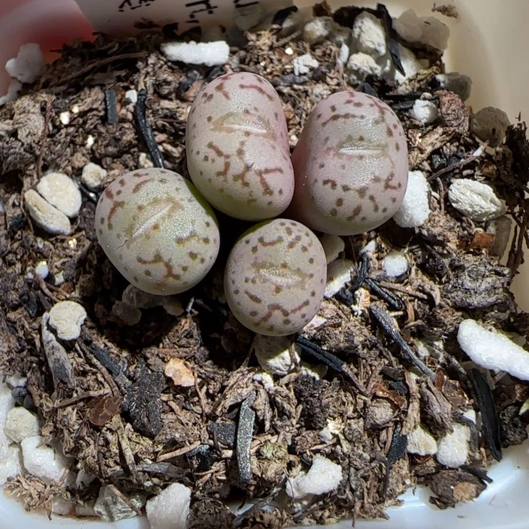 肉锥多肉植物组合-莹光玉815