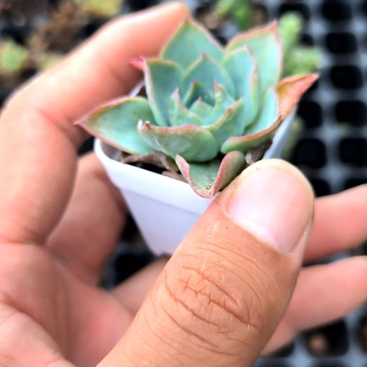 孤星一颗，满5元包邮，