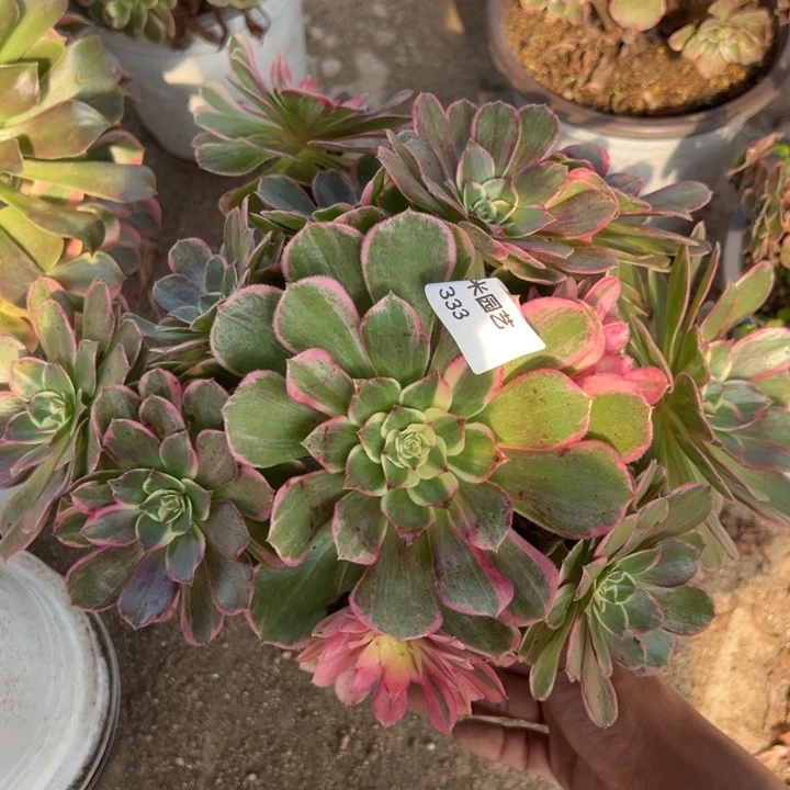玉芙蓉多肉植物333