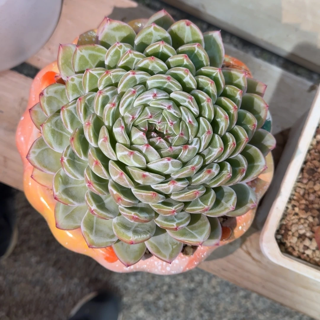 雪花珍妮多肉植物