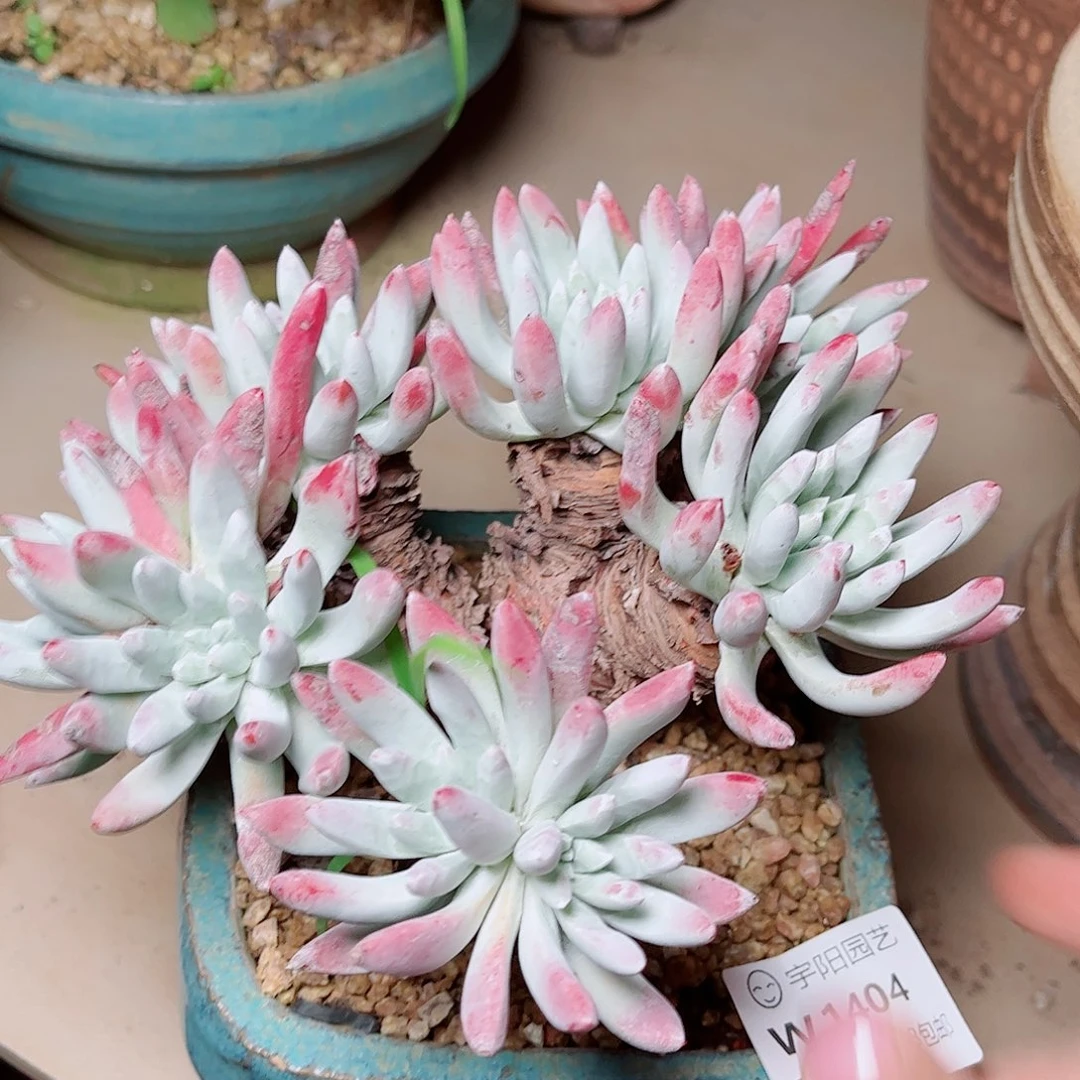 海瑟仙女杯多肉一颗多肉