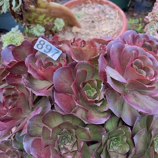 张***香多肉植物一个美金