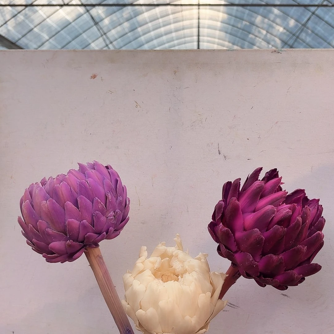 完全开放C39 三枝混搭