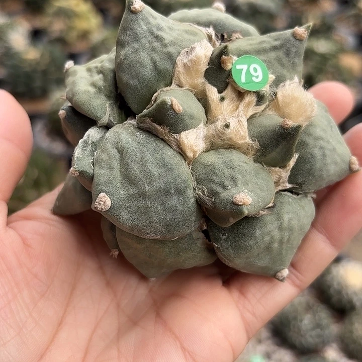 袖蒲苗接落地仙人球79