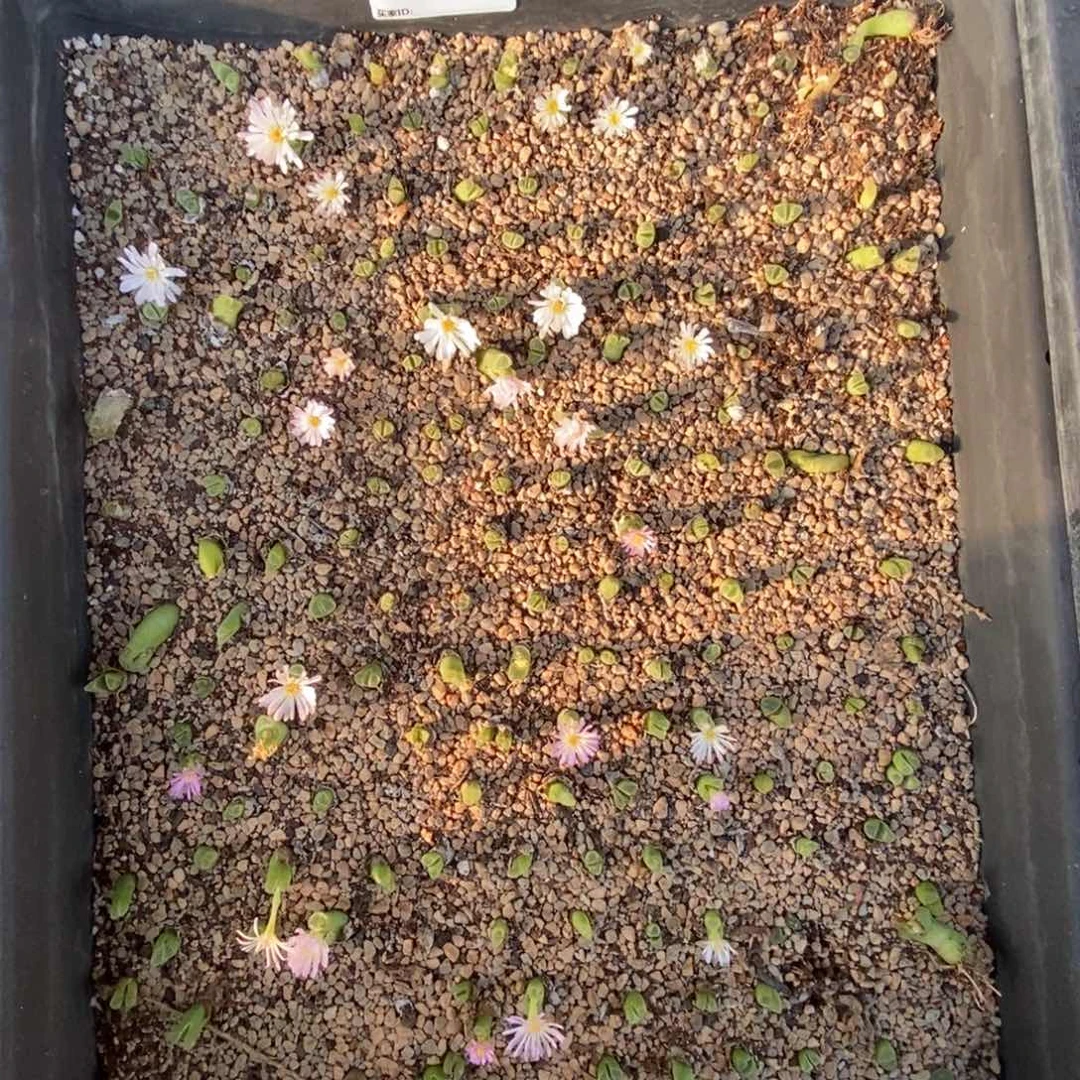 5343 冰风铃一筐脱土发货