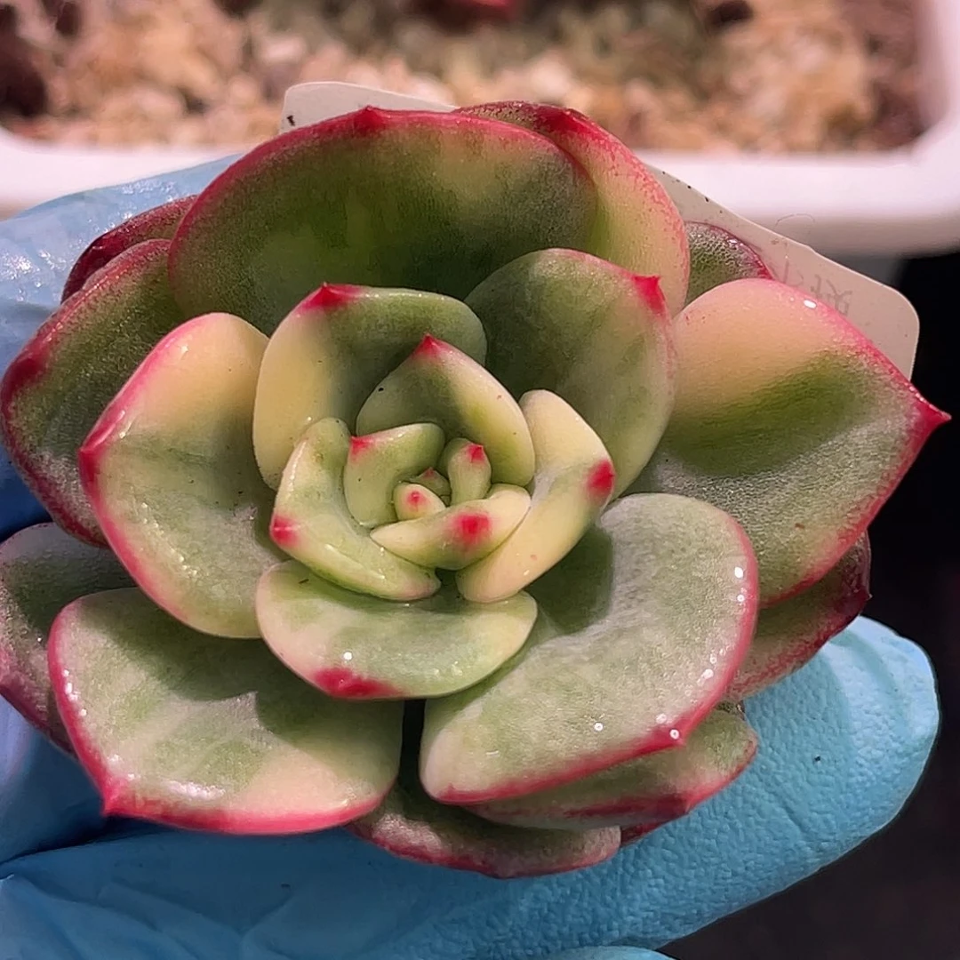 尚品园艺福利锦锦有须根8578