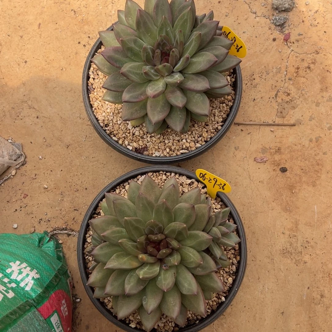 06-29-36两颗迷雾泡泡多肉植物