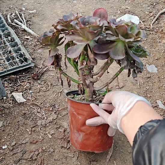 魅金玫瑰加急发货5