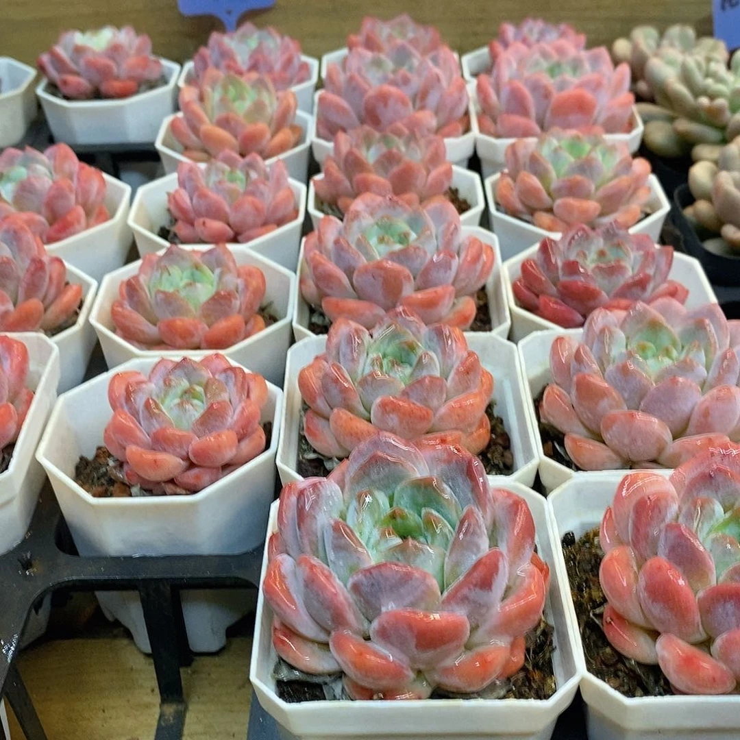 海棠红，福利多多