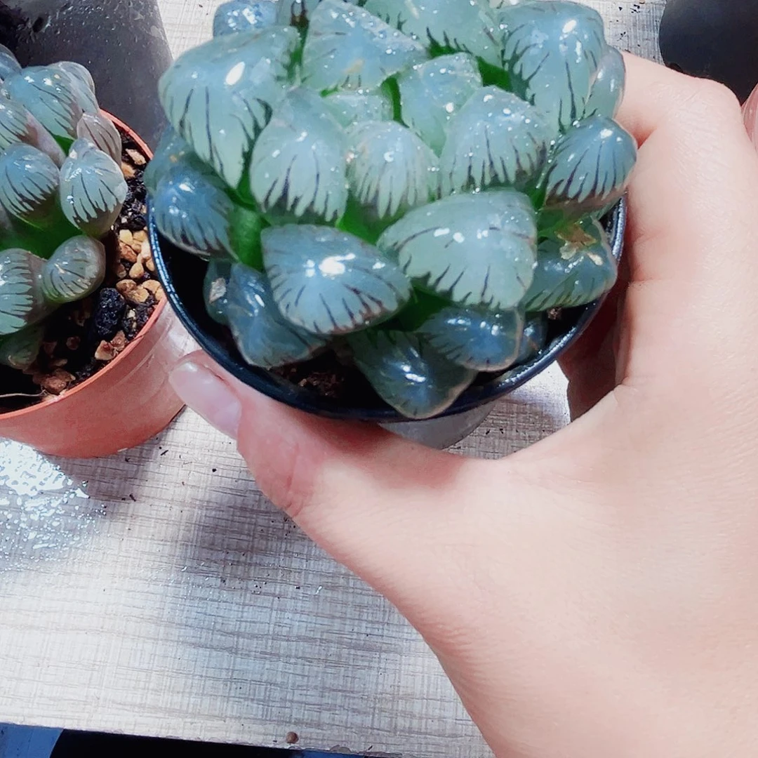 冰灯玉露多肉植物6666