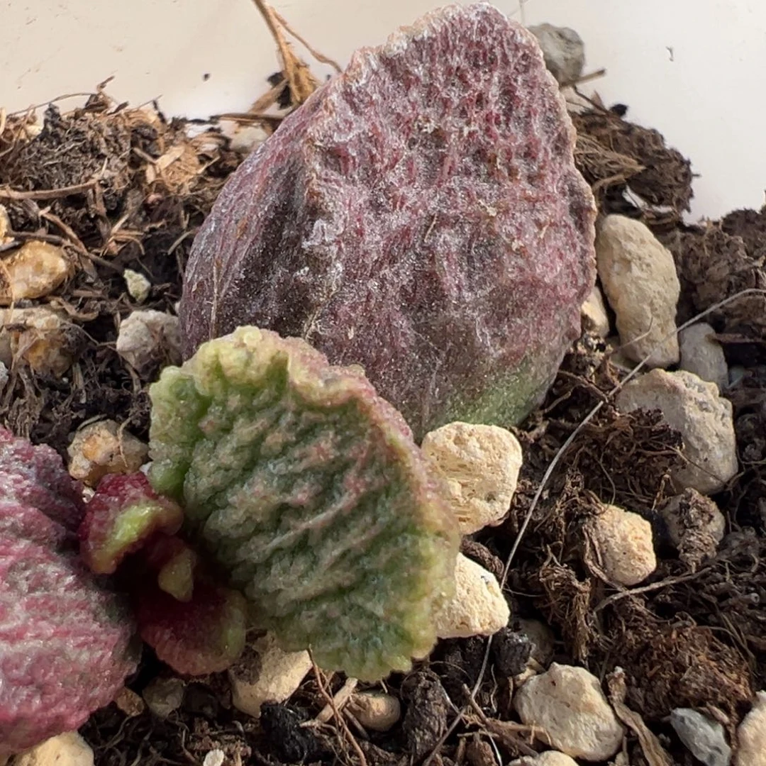 实生新品大苗多肉植物水泡