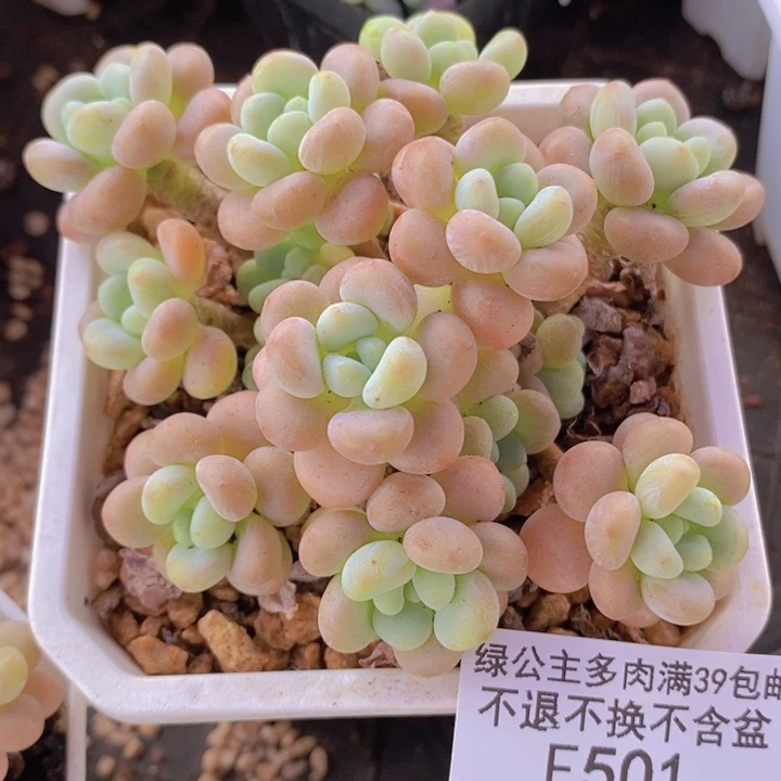 洛可可8cm501多肉