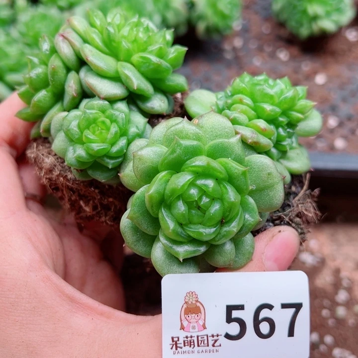 多肉植物多肉植物