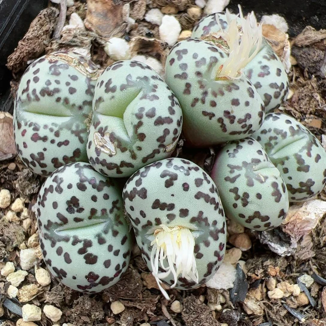 【闪购商品】228 安贞