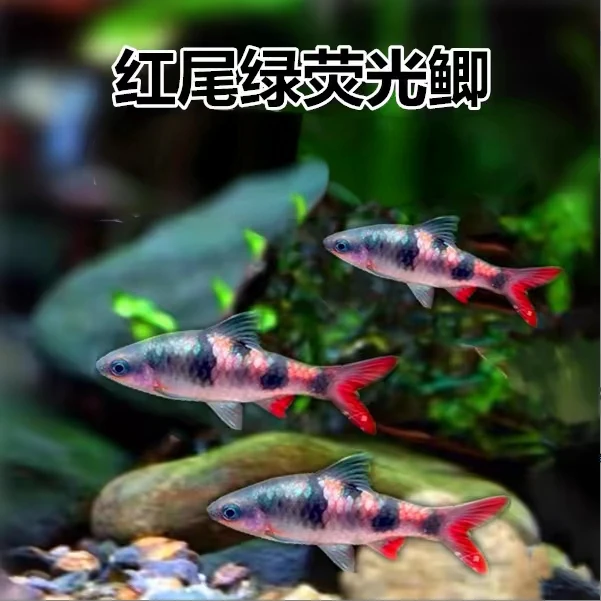 红尾绿荧光鲫 2公分左右