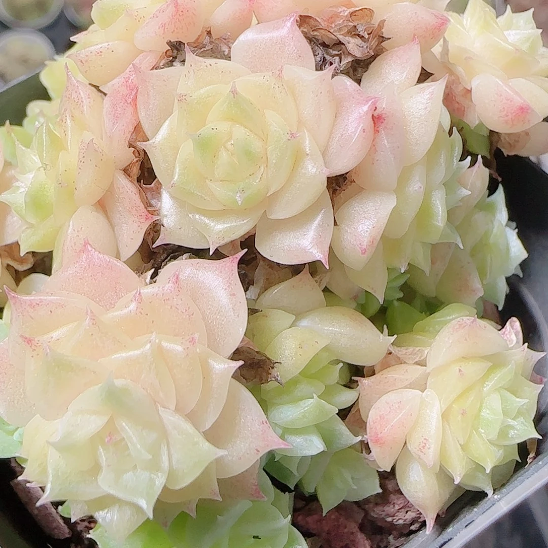 花语逸镜1123-264散