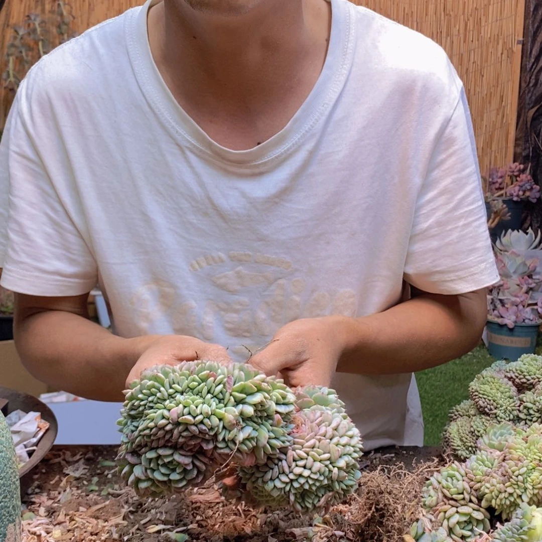 小**！白胖子缀化152