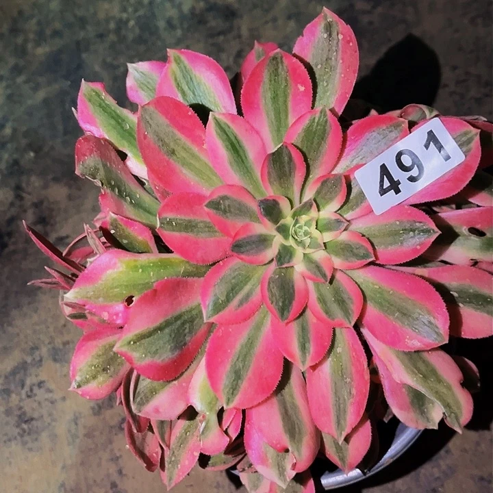 491女郎多肉植物处理不售后