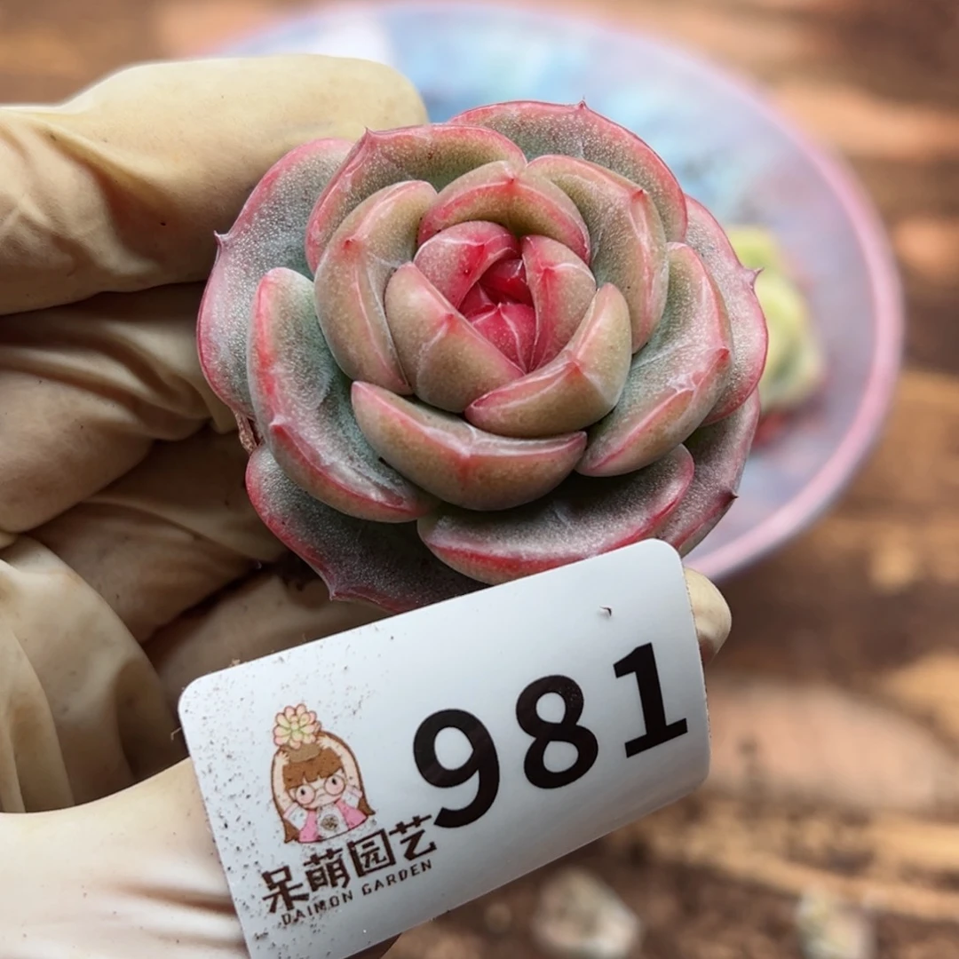 暖*?多肉植物多肉植物