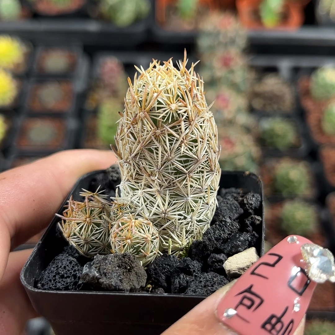 紫王子单头发货单头发