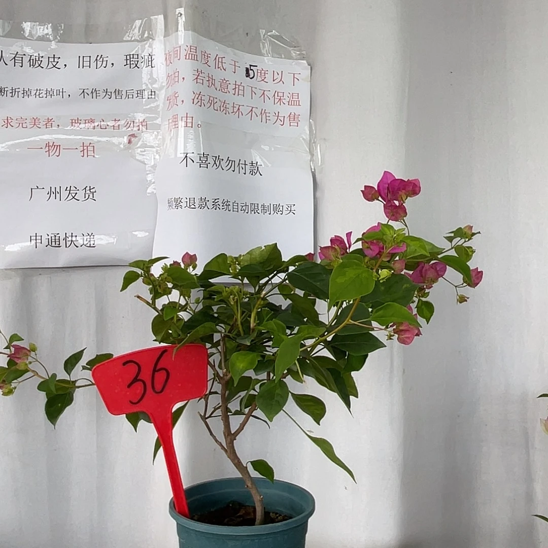 当前无花栽培后可以开花36暗斑宫粉筷子苗